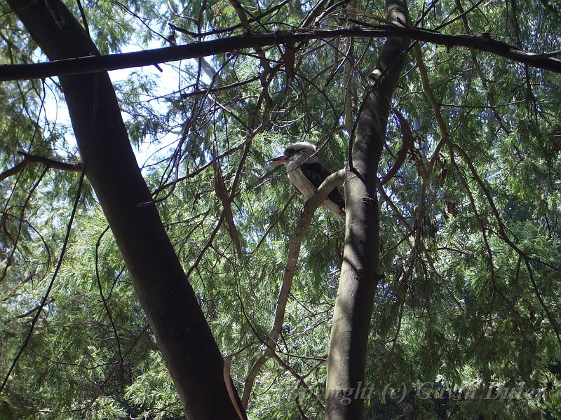 Kookaburra near Yarra tributary IMGP1071.JPG